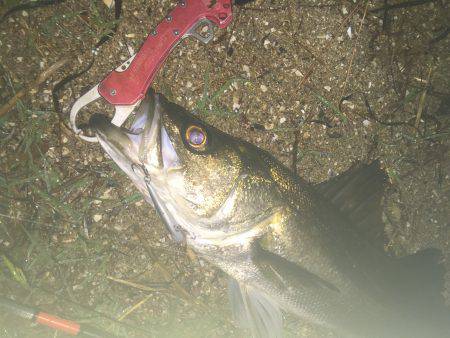 状況一変して２本